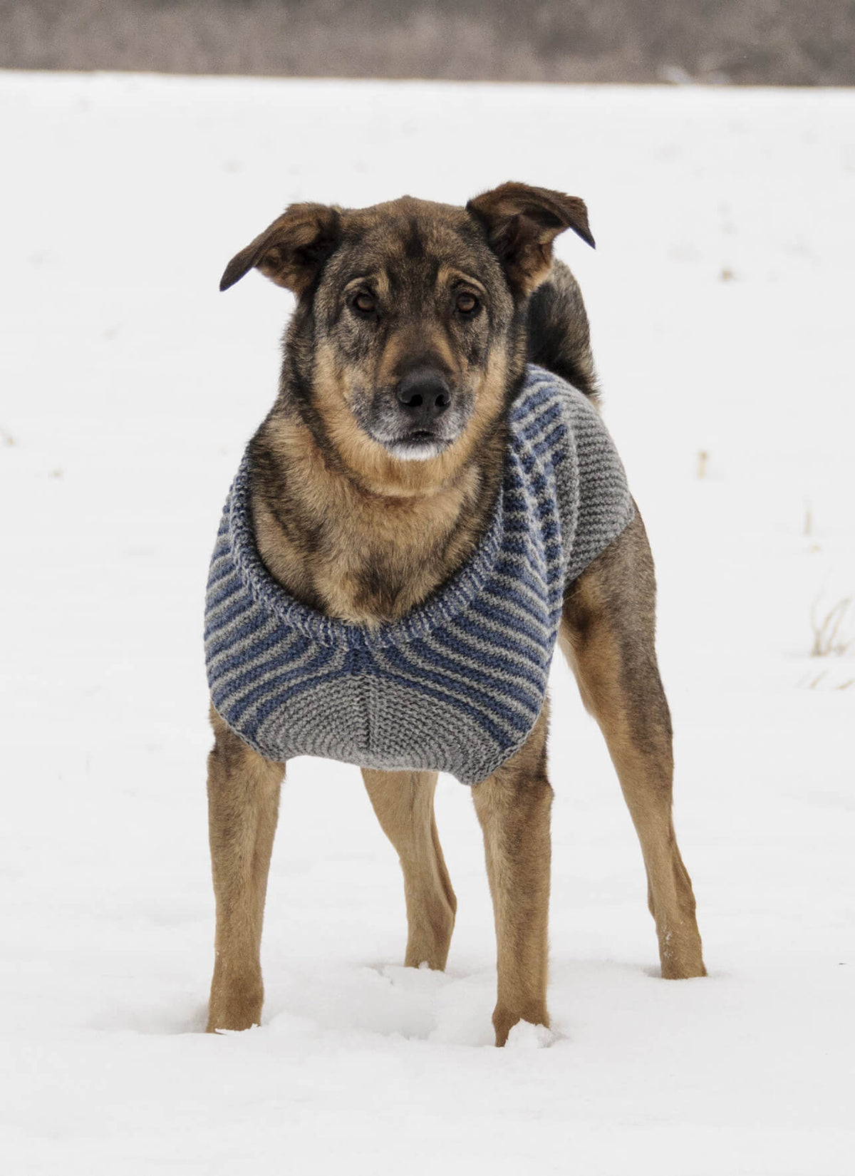Bird Island Dog Sweater knit project