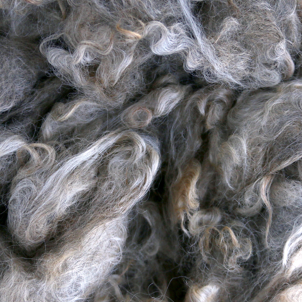 A close up look at Freya. A Gotland sheep's raw wool fleece.
