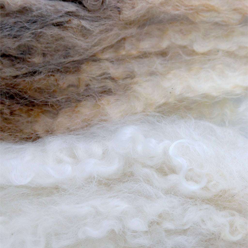 A close up look at wool locks, unwashed and washed
