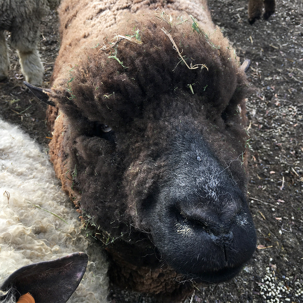 Tara, the ewe from whom this Spoiled Sheep, natural brown yarn comes.