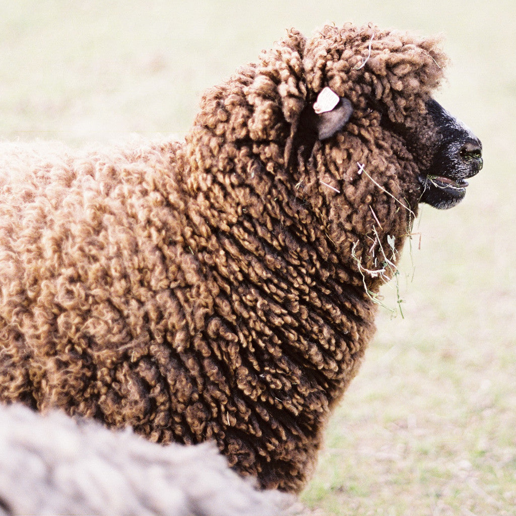 Delilah, the ewe from whom this Spoiled Sheep, brown sport, worsted and bulky weight yarn comes.