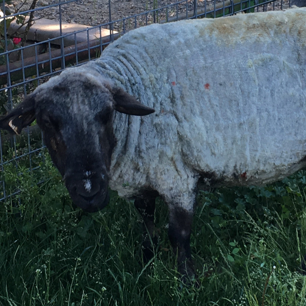 Jacklyn, the ewe from whom this soft grey Spoiled Sheep, fingering and lace weight yarn comes.