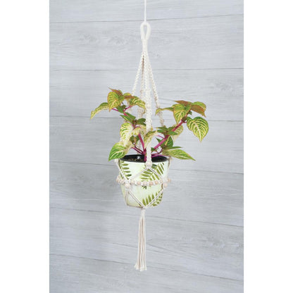 Solid Oak Macramé Hanging Kits - Paradise Fibers